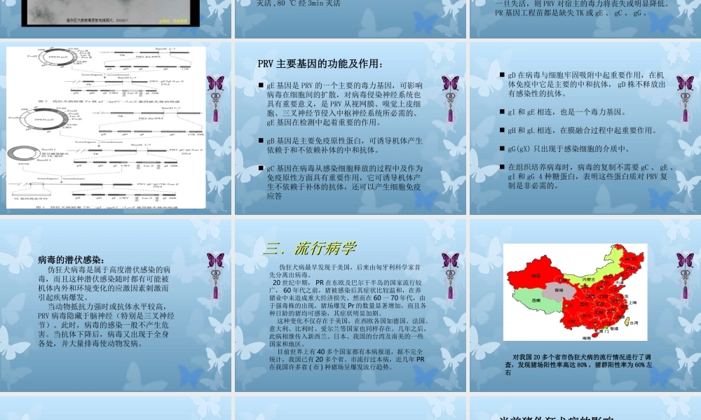 猪伪狂犬病分析.ppt