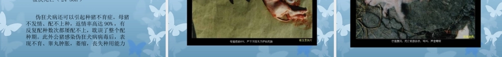 猪伪狂犬病分析.ppt