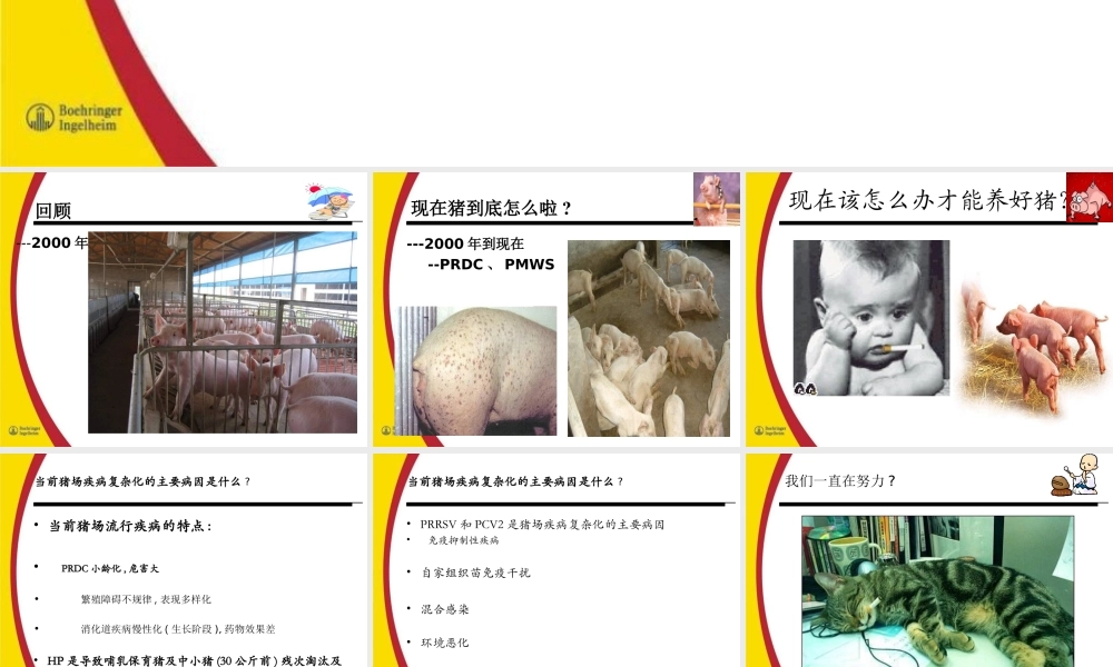 猪场蓝耳病控制现场案例分析勃林格.ppt