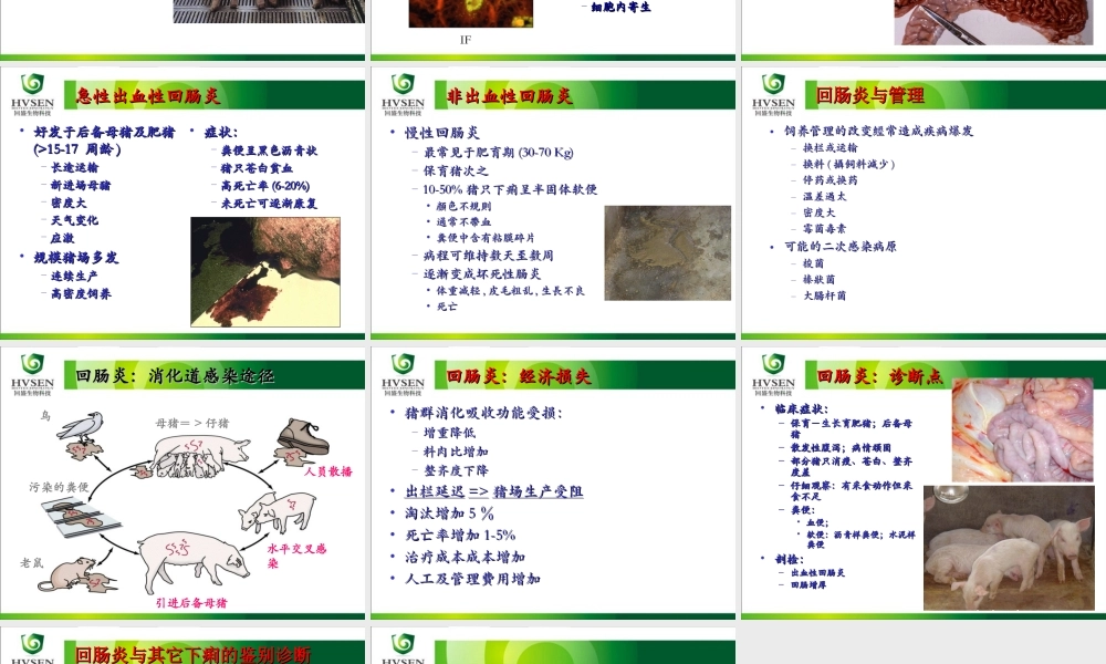 猪增生性肠炎及猪痢疾.ppt