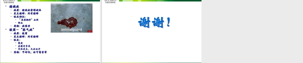 猪增生性肠炎及猪痢疾.ppt