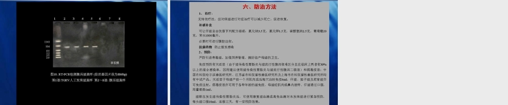 猪病图谱---猪传染性胃肠炎.ppt