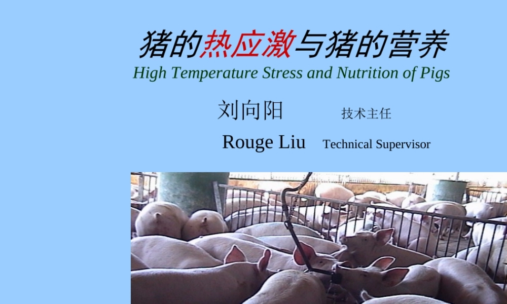 猪的高温应激及营养措施.ppt