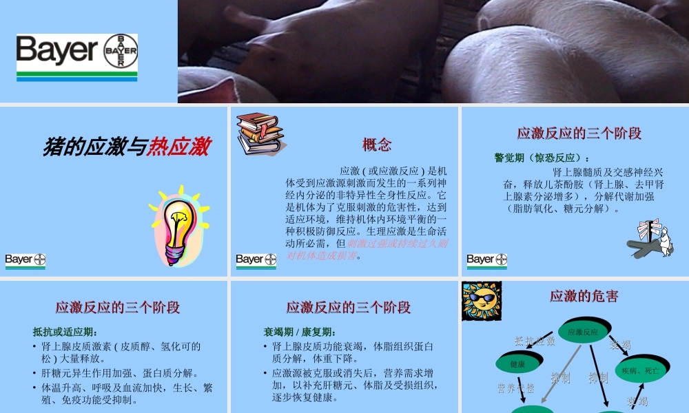 猪的高温应激及营养措施.ppt