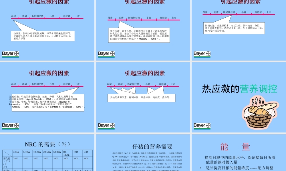 猪的高温应激及营养措施.ppt