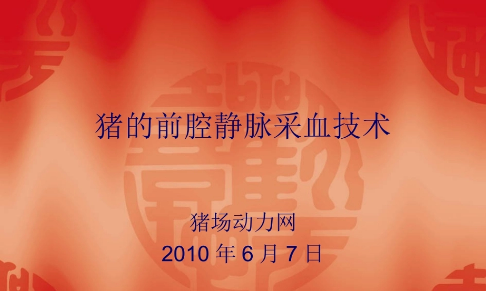 猪的采血技术.ppt