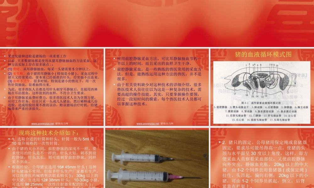 猪的采血技术.ppt