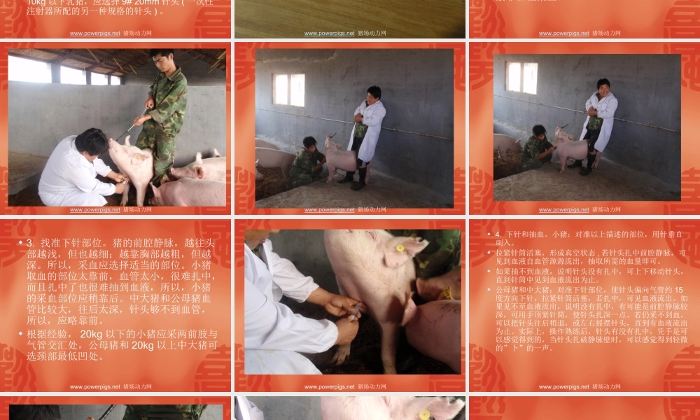 猪的采血技术.ppt