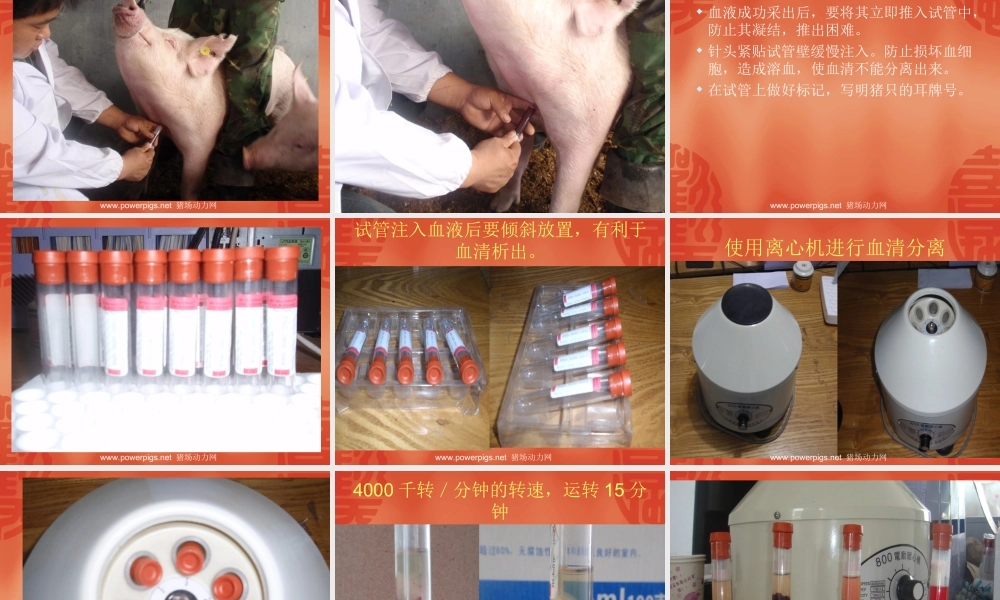 猪的采血技术.ppt