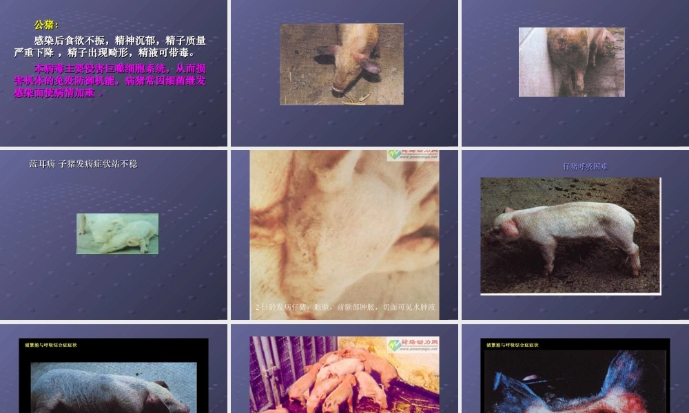 猪繁殖与呼吸综合征.ppt