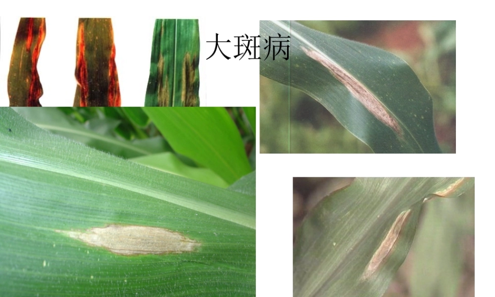 玉米病害图片.ppt