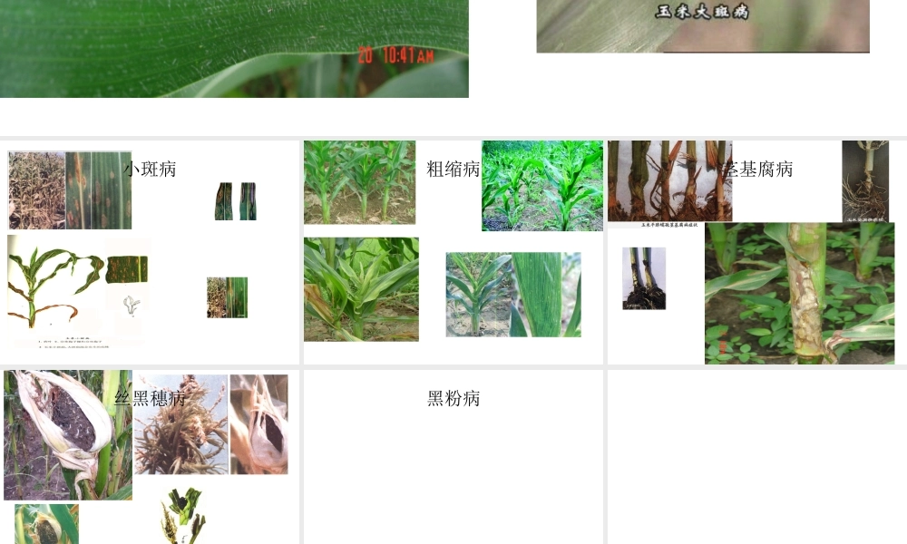 玉米病害图片.ppt