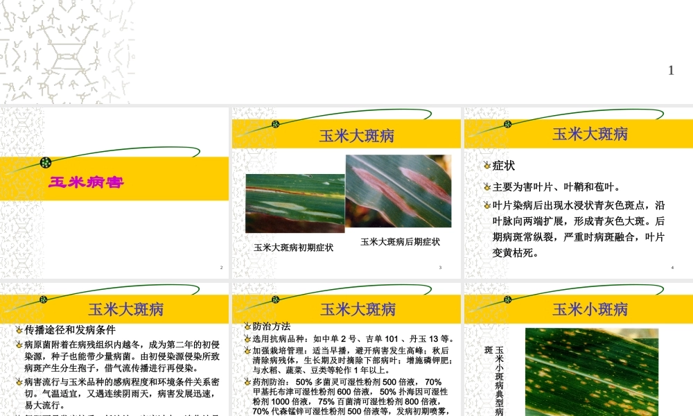 玉米病虫害防治(20081208修改)素材.ppt