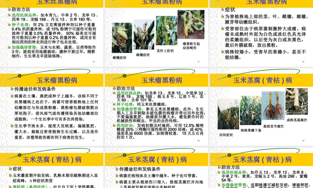 玉米病虫害防治(20081208修改)素材.ppt