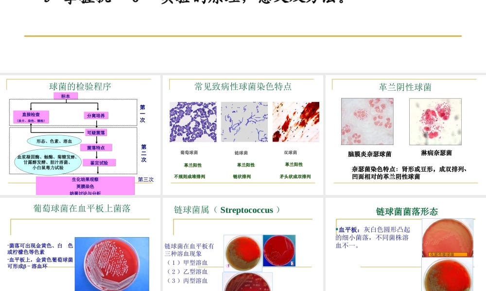 球菌和肠道杆菌病原学检测.ppt