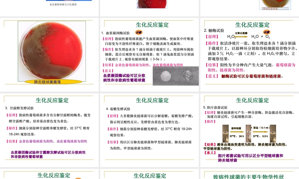 球菌和肠道杆菌病原学检测.ppt