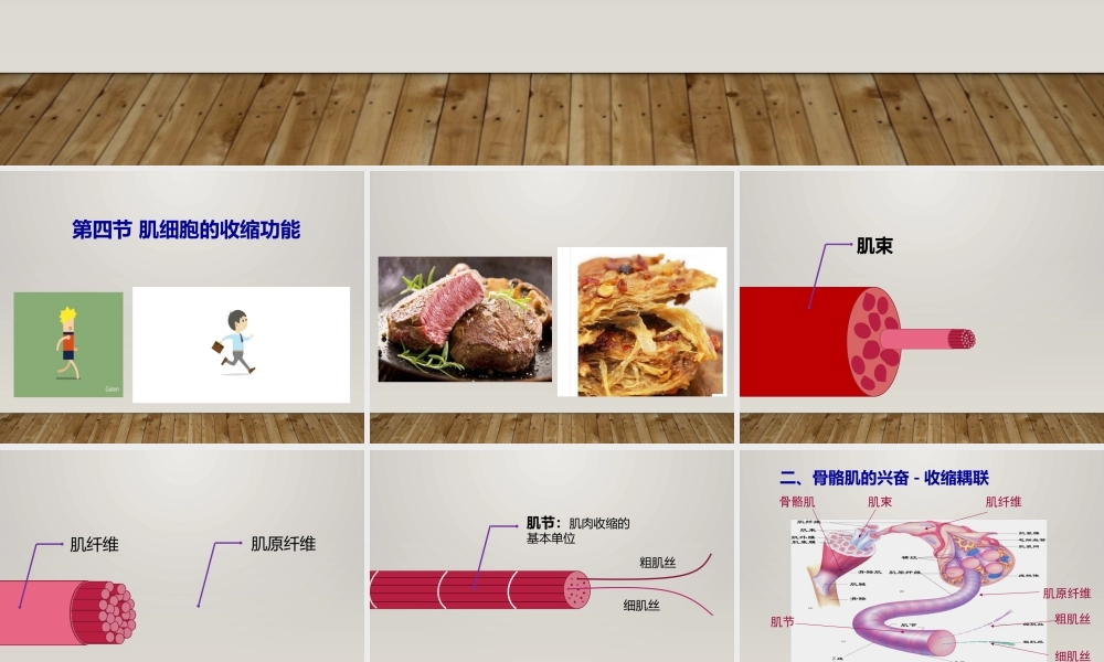 生理第5节细胞(4).ppt