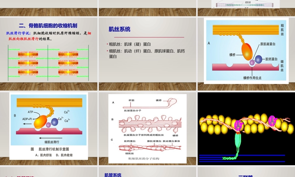 生理第5节细胞(4).ppt