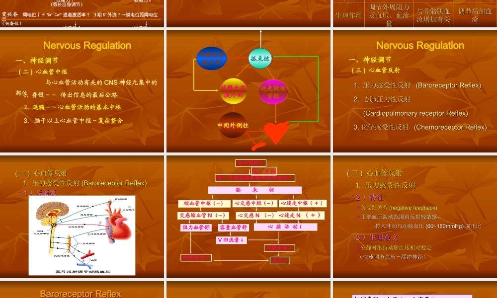 生理血液循环7.ppt