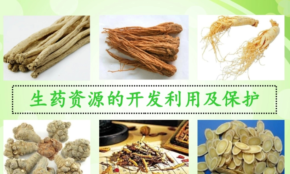 生药资源的开发利用.ppt