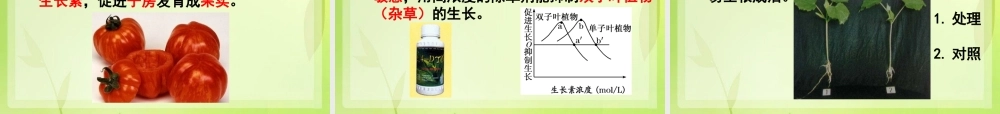生长素的生理作用(2)...ppt