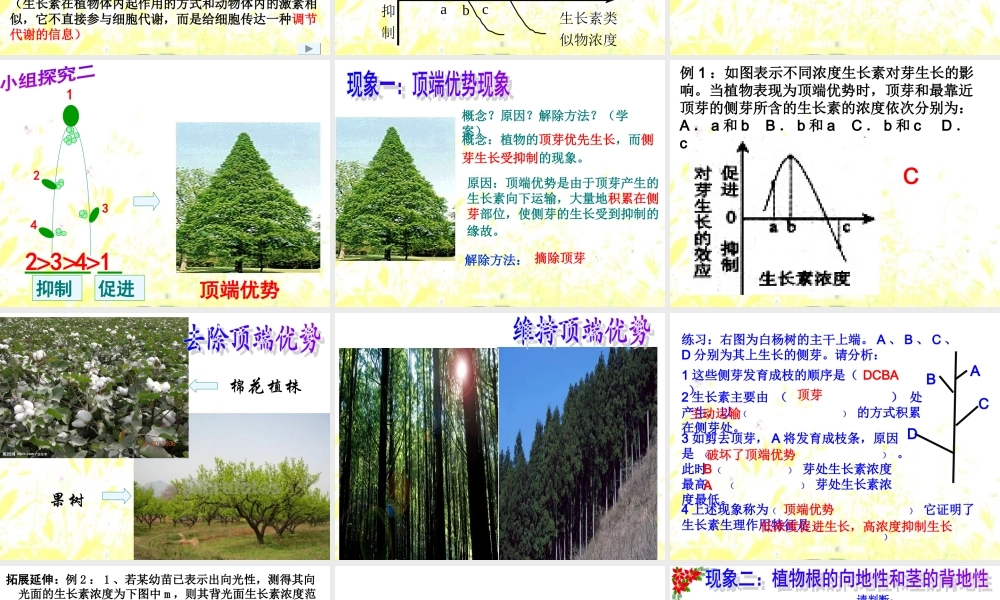 生长素生理作用.ppt