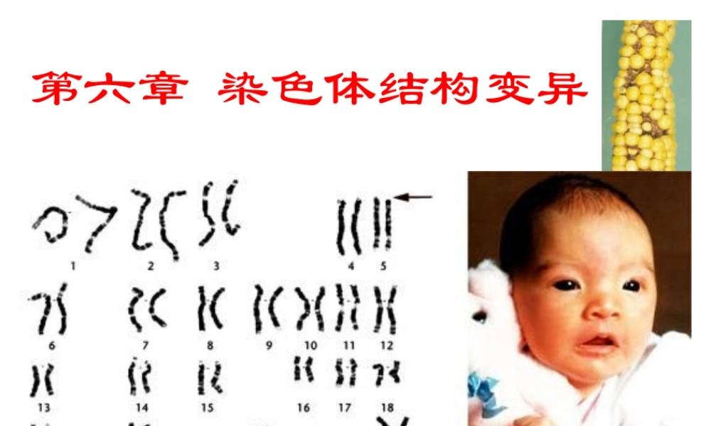 用体细胞杂交法克服甘薯组种间杂交不亲和性的研究.ppt