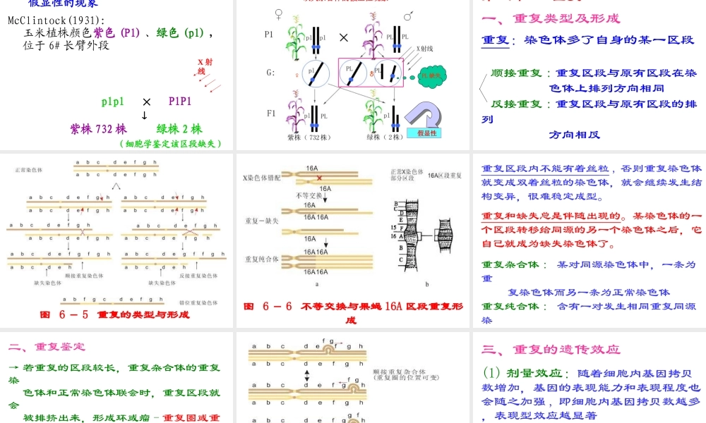 用体细胞杂交法克服甘薯组种间杂交不亲和性的研究.ppt