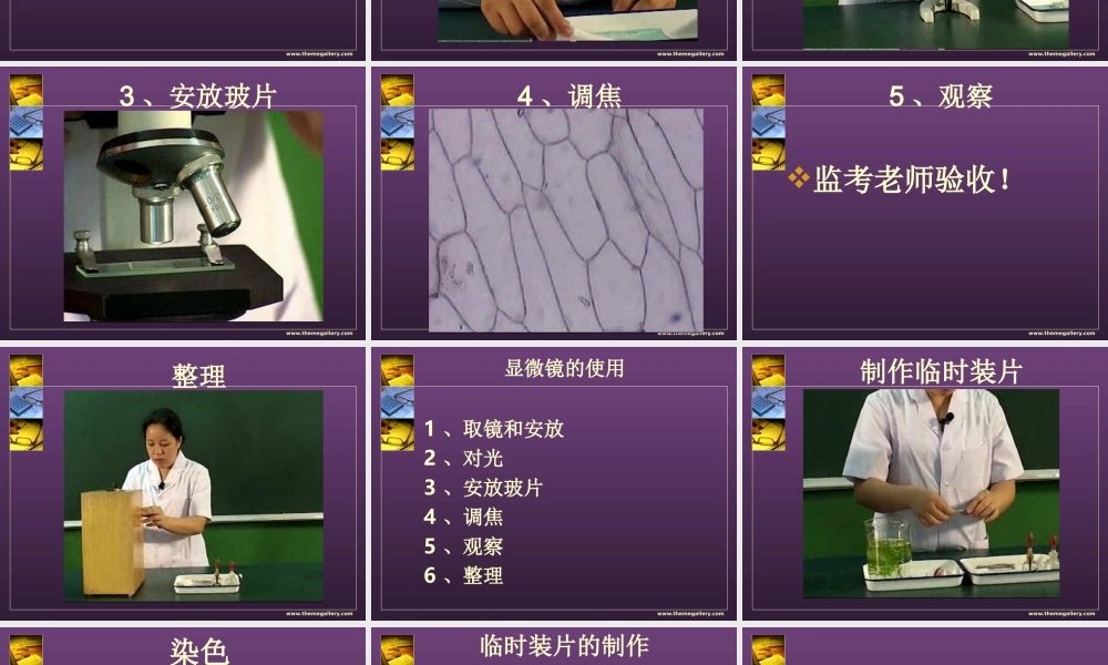 用显微镜观察洋葱表皮细胞.ppt