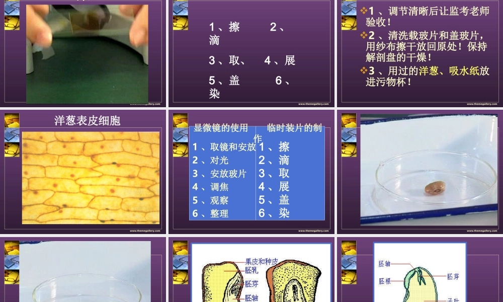用显微镜观察洋葱表皮细胞.ppt