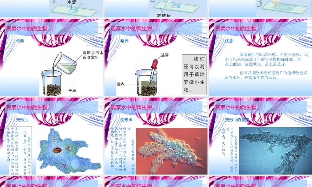 用显微镜观察身边的生命世界.ppt