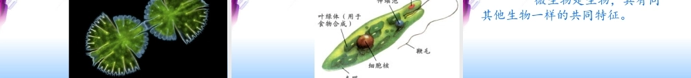 用显微镜观察身边的生命世界.ppt