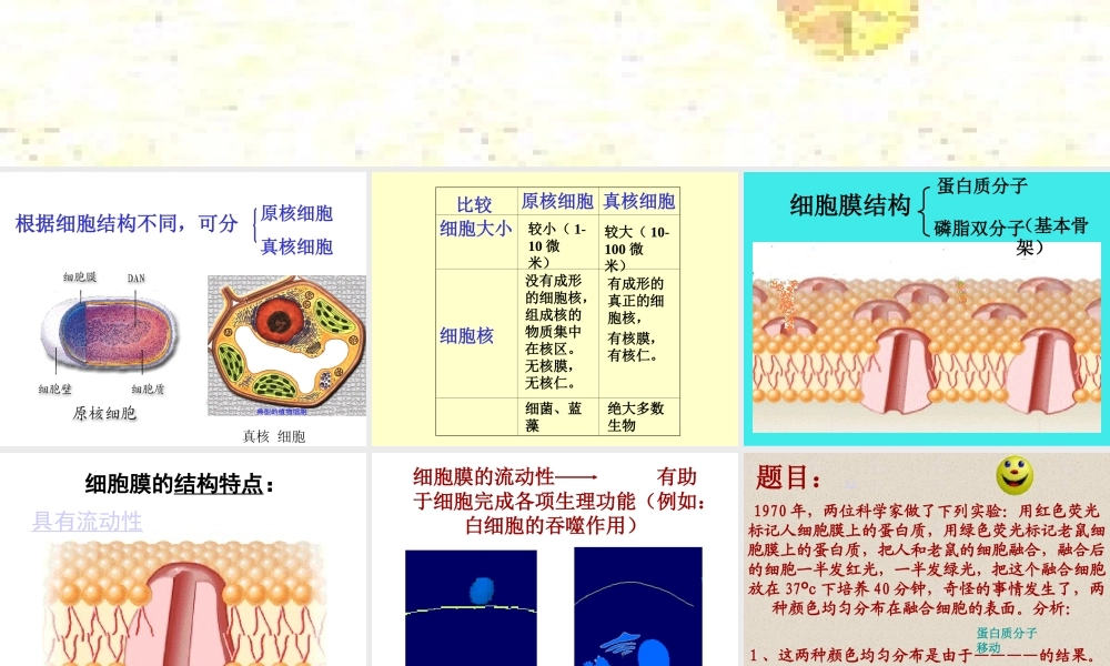 用红色荧光标记人细胞膜上的蛋白质.ppt