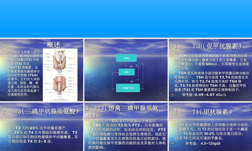 甲状腺功能测定临.ppt
