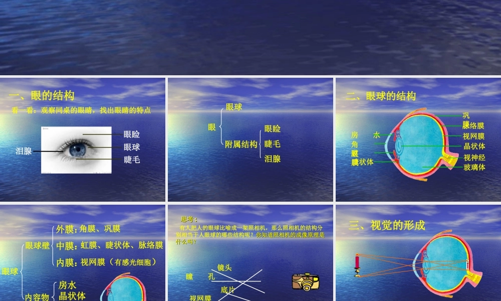 眼与视觉-ppt.ppt