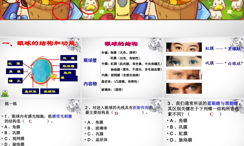 眼和视觉(郎).ppt