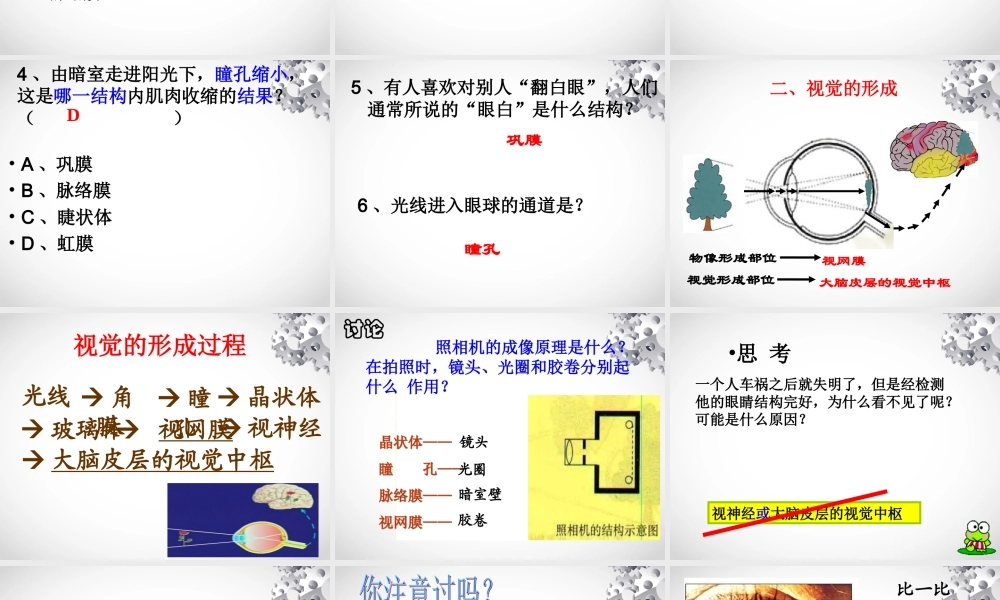 眼和视觉(郎).ppt