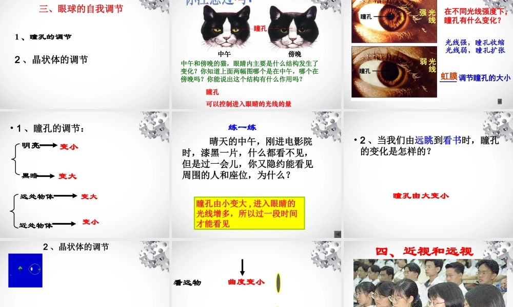 眼和视觉(郎).ppt