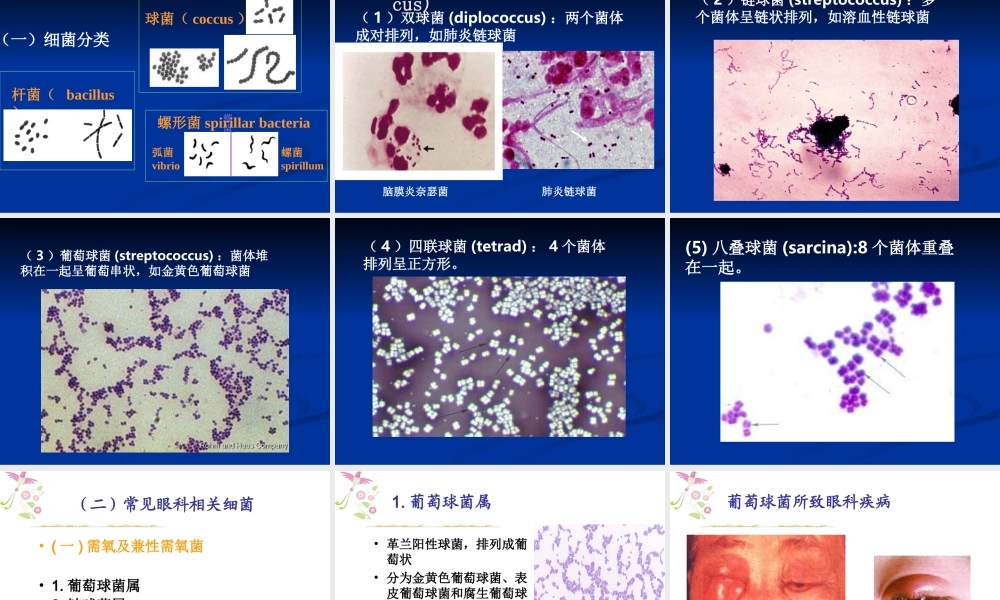 眼科相关病原体概述.ppt