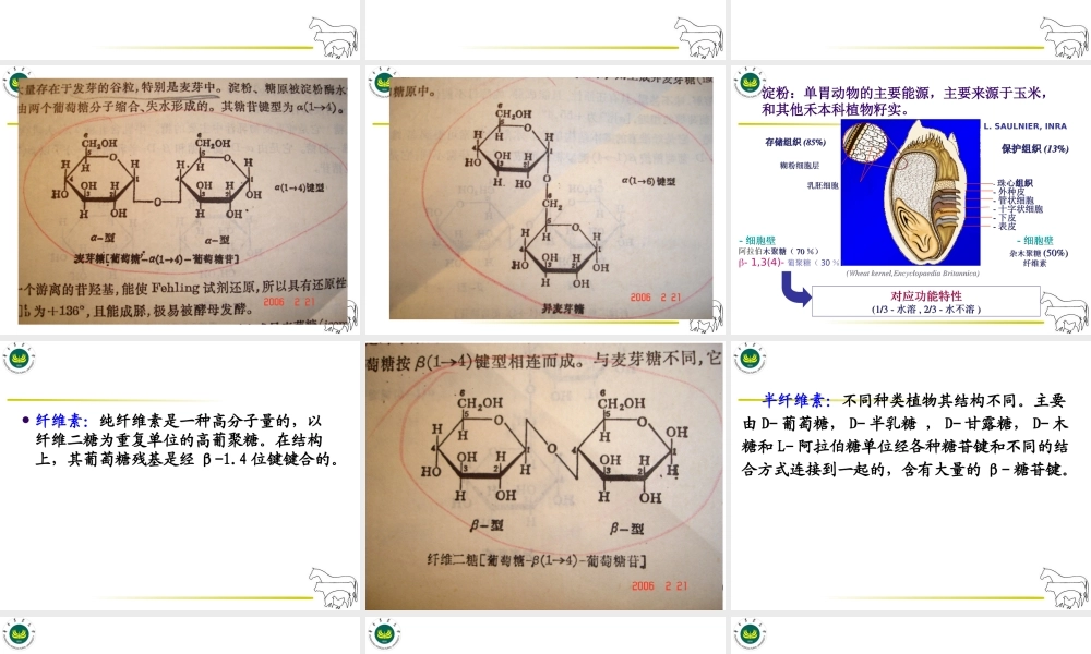 碳水化合物营养.ppt