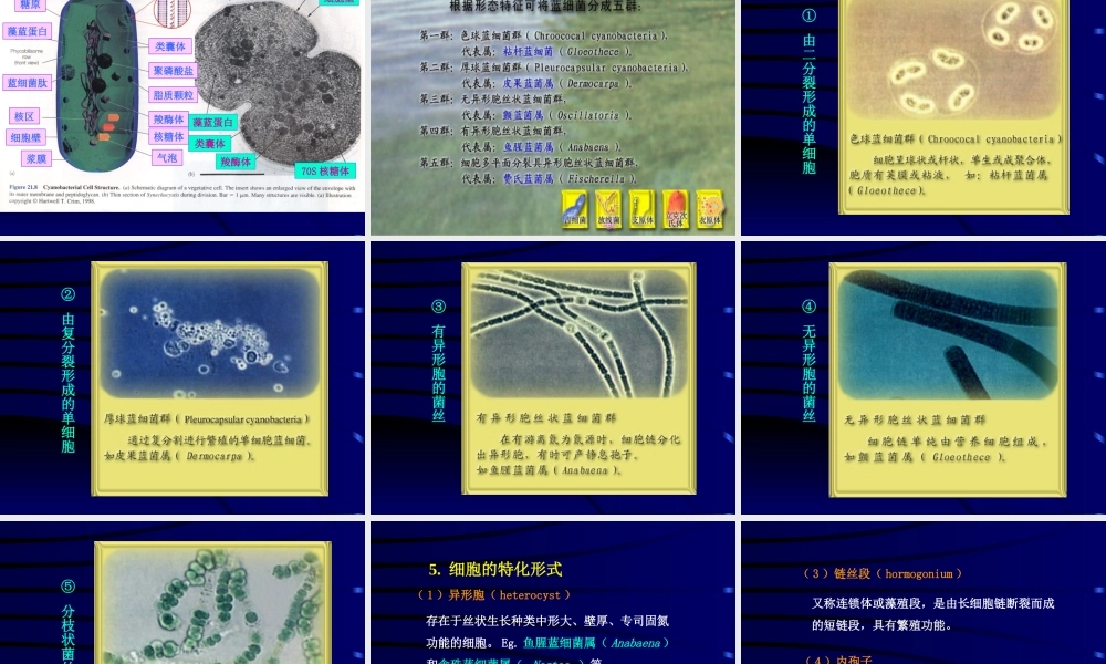 神奇的蓝细菌.ppt