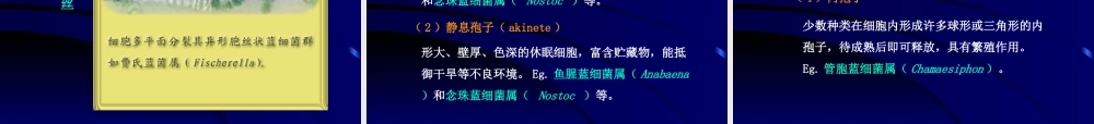 神奇的蓝细菌.ppt