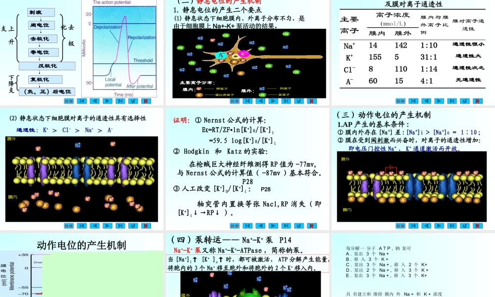 神经和肌肉-1模板.ppt