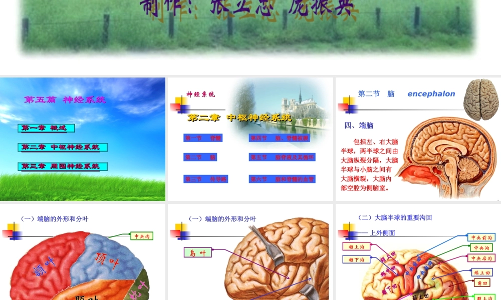 神经系统端脑(完整).ppt