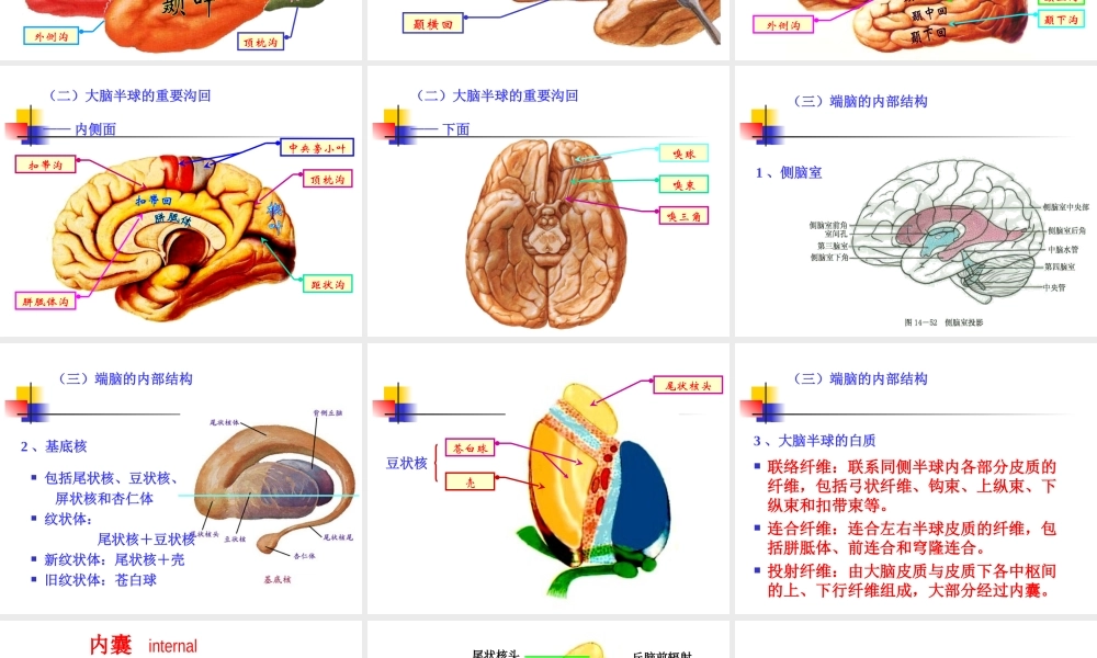 神经系统端脑(完整).ppt