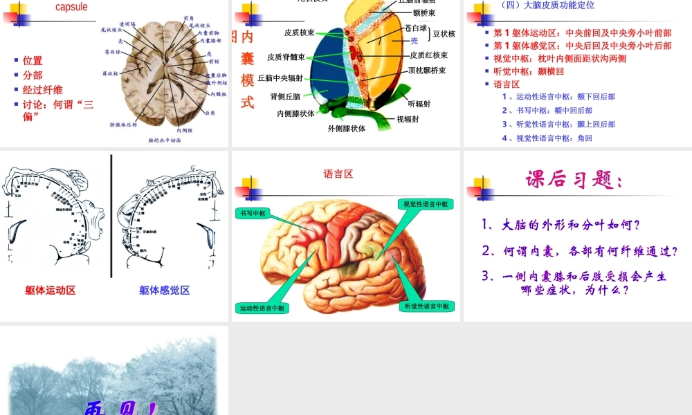神经系统端脑(完整).ppt