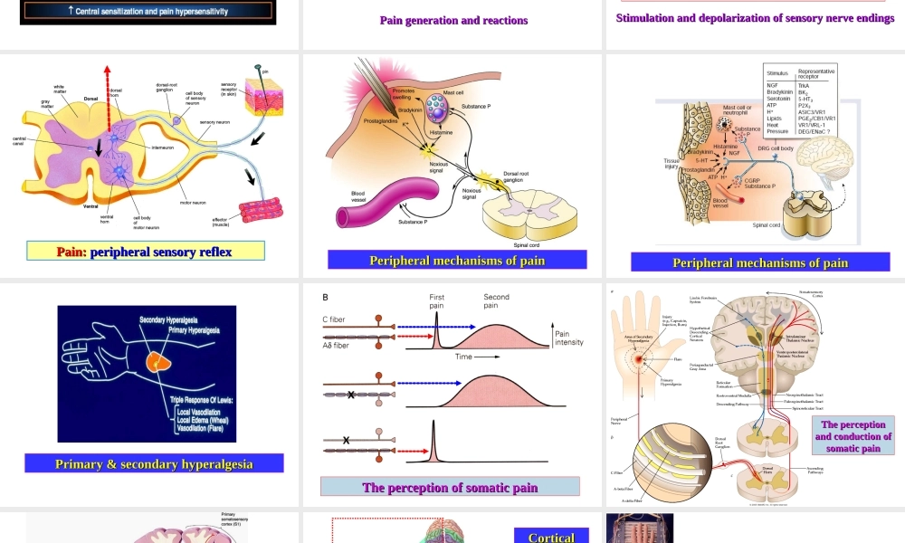 神经系统药理—魏尔清(镇痛药.ppt