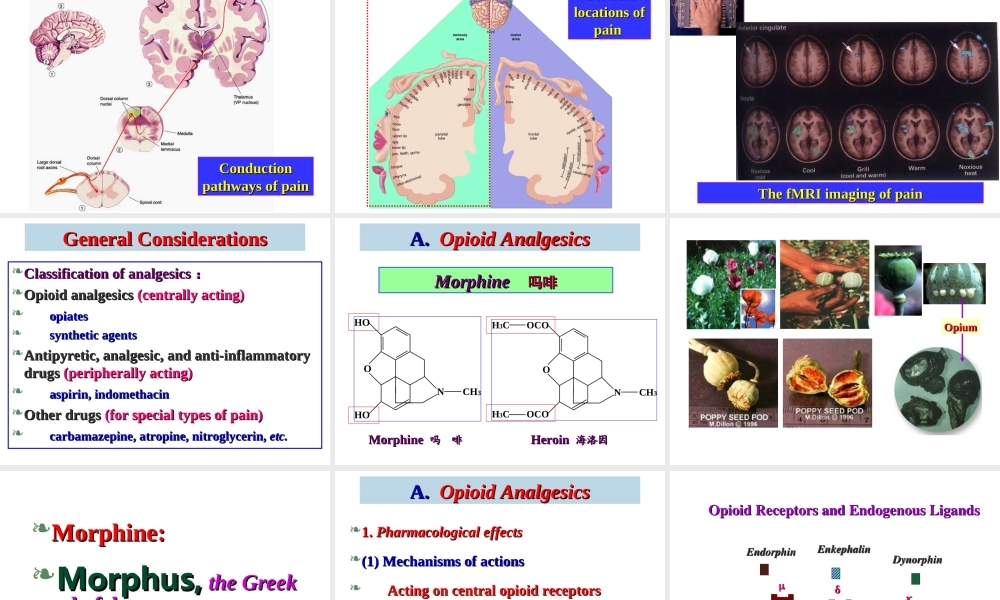 神经系统药理—魏尔清(镇痛药.ppt