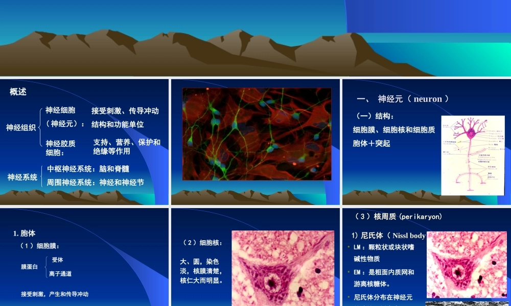 神经组织(徐医)组织胚胎学.ppt