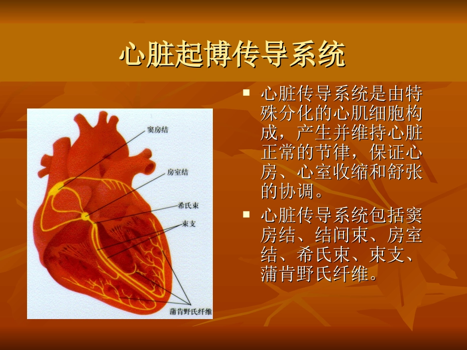心脏的生理.ppt_第3页